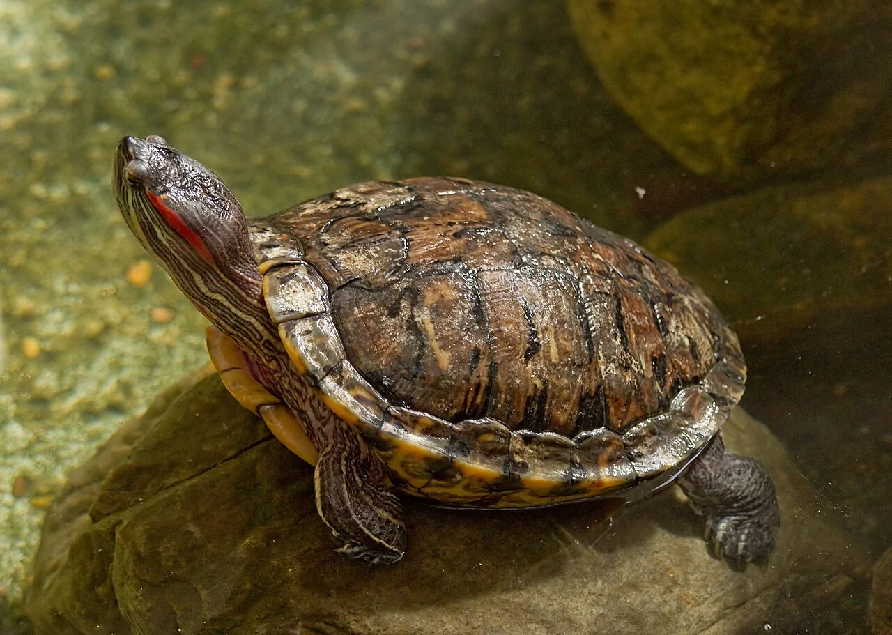 Tortuga real de referencia